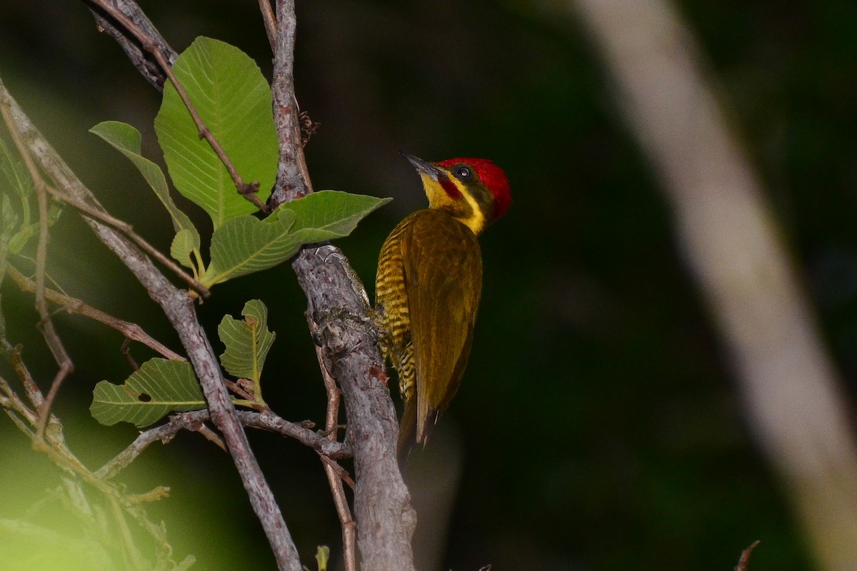 Golden-green Woodpecker (Golden-green) - ML338102391
