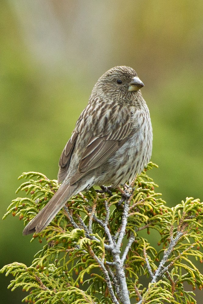 Red-mantled Rosefinch - ML338103661