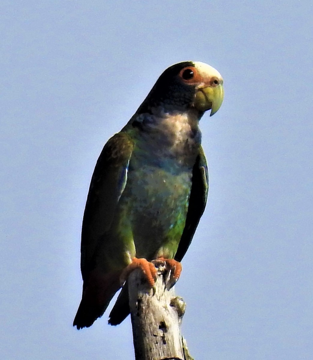 White-crowned Parrot - ML338106341