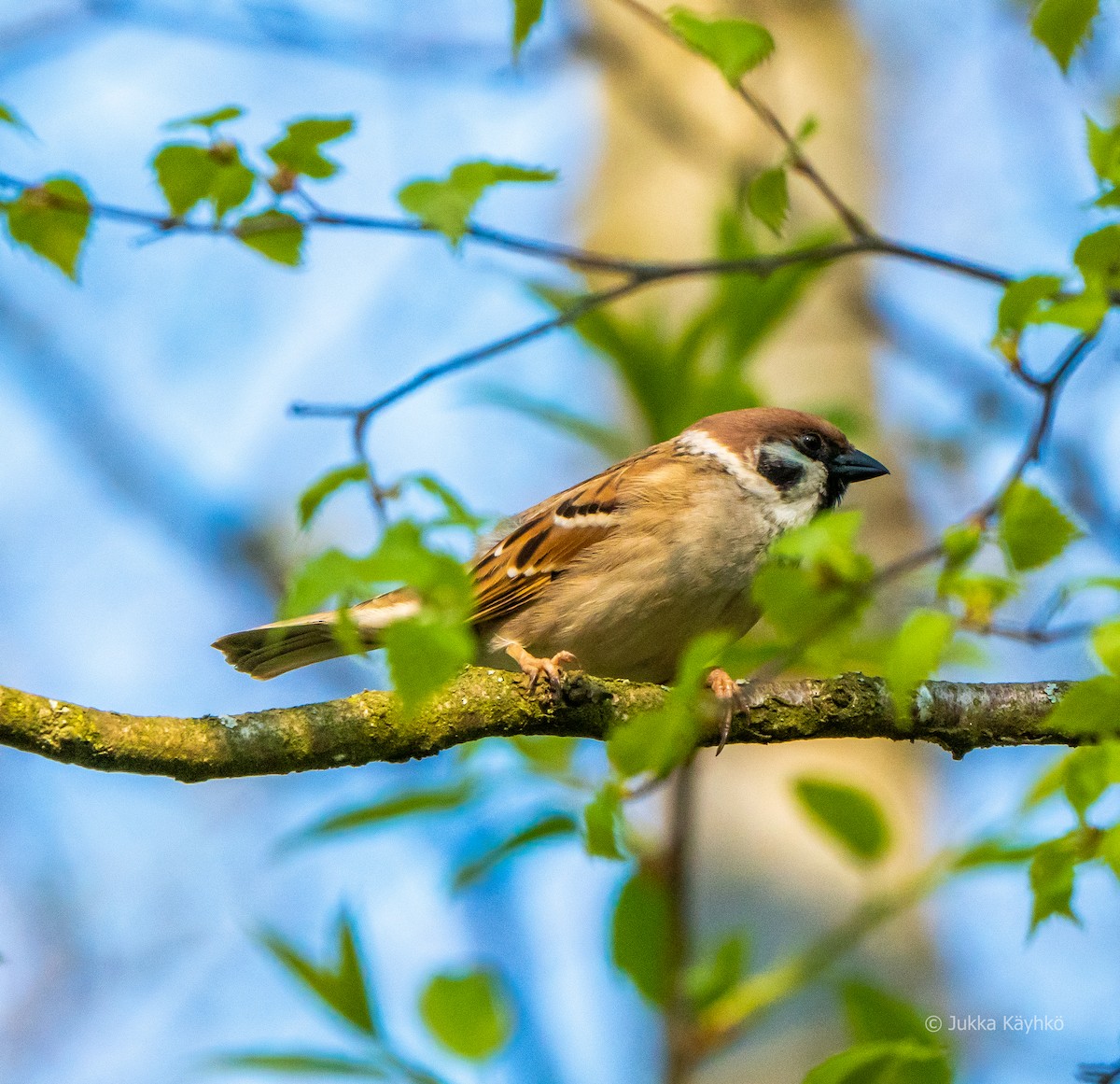 Eurasian Tree Sparrow - ML338115041
