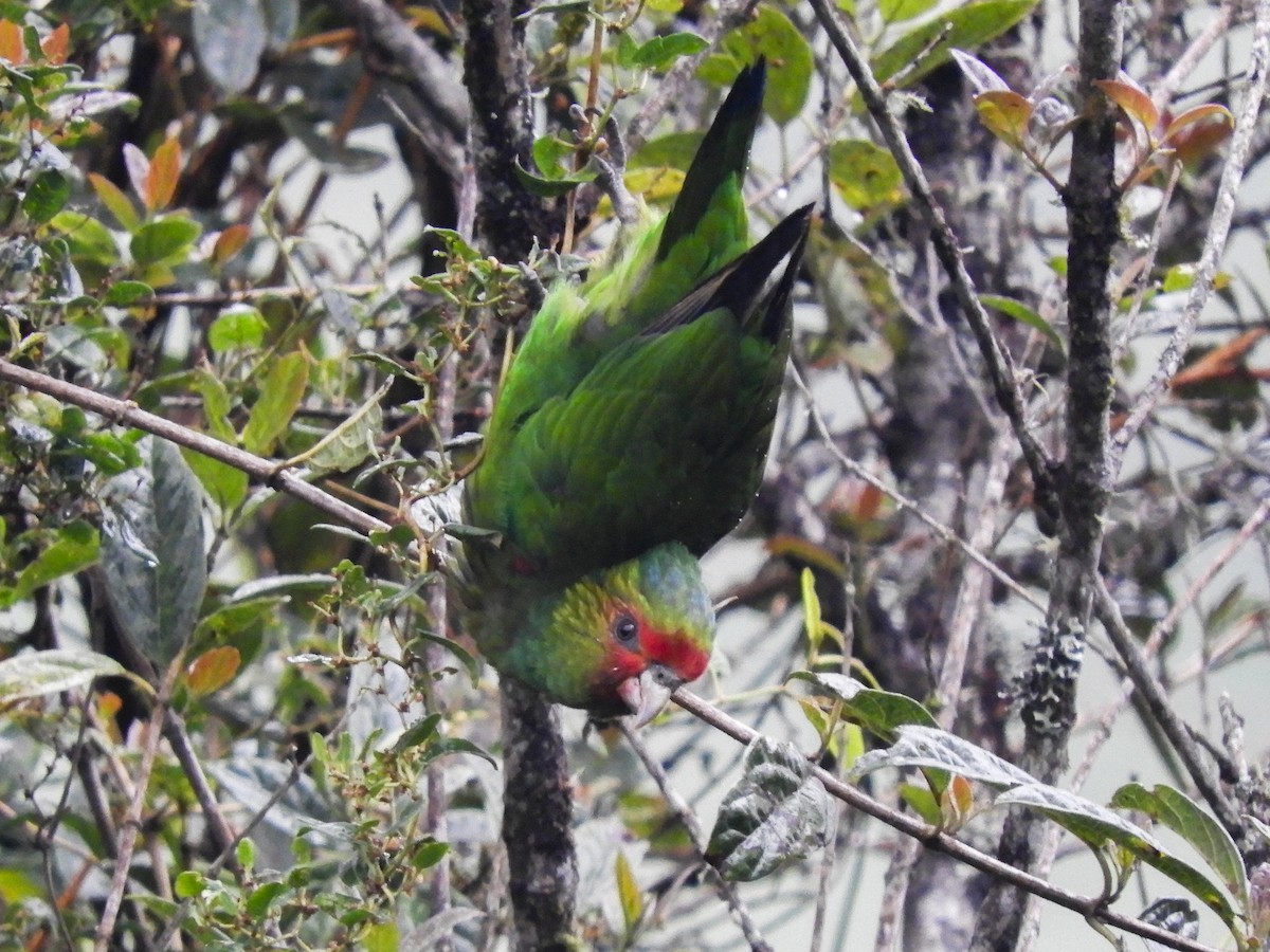 Red-faced Parrot - ML338119441
