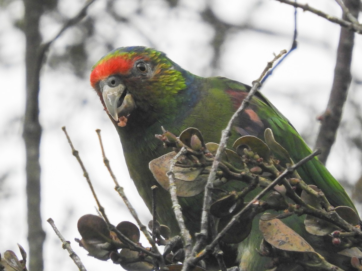 Red-faced Parrot - ML338119461