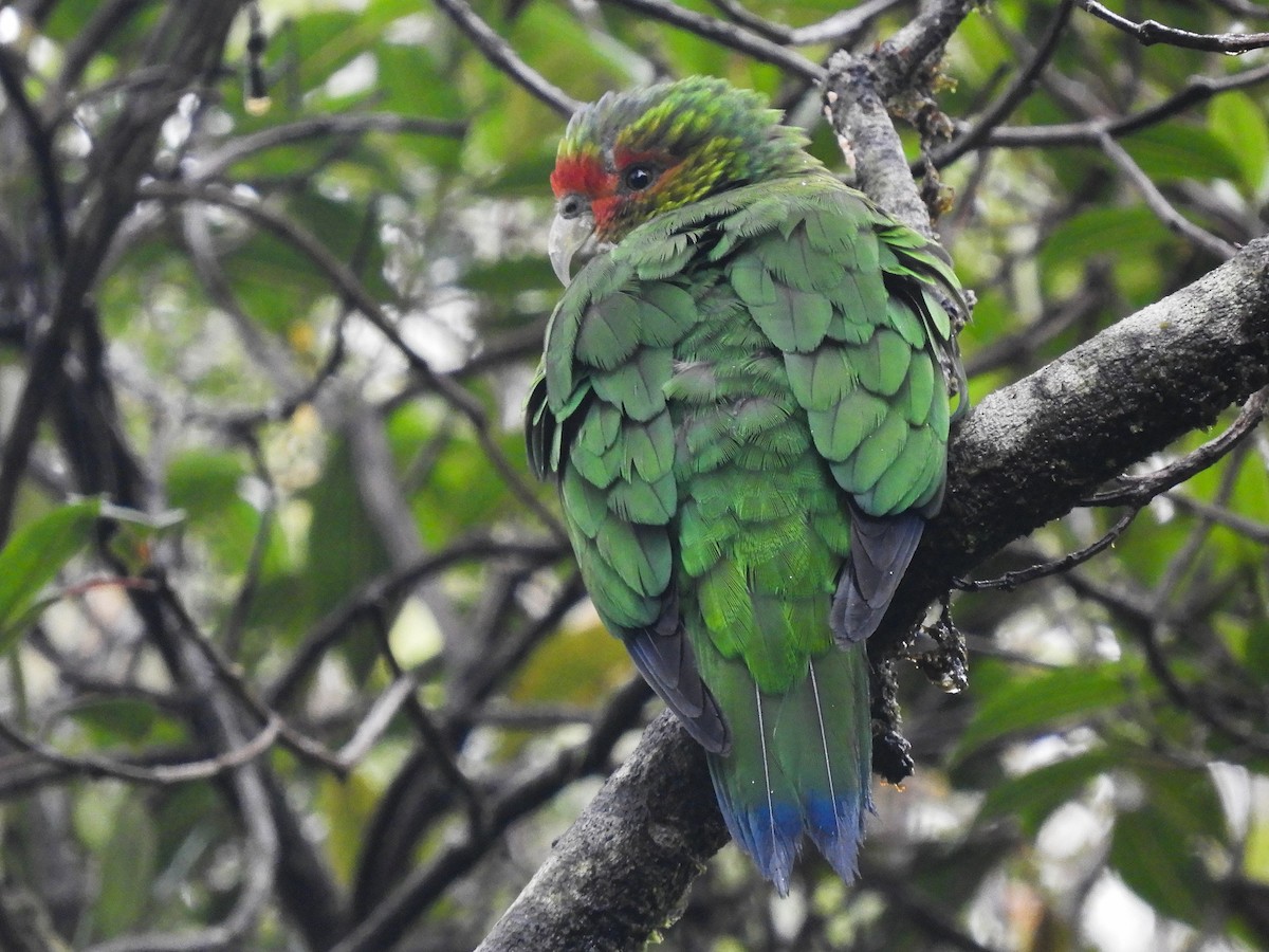 Red-faced Parrot - ML338119501