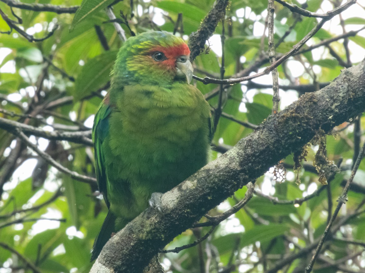 Red-faced Parrot - ML338119541