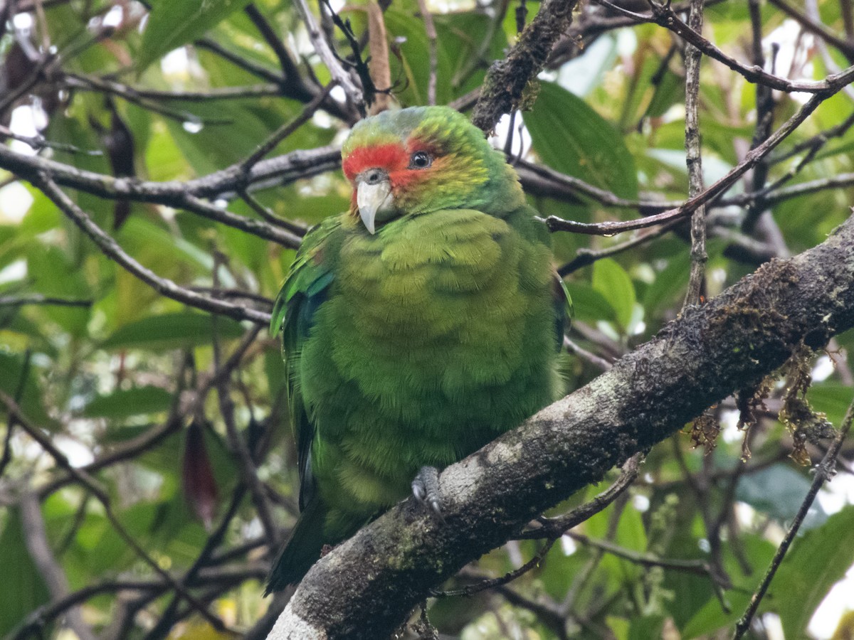 Red-faced Parrot - ML338119681