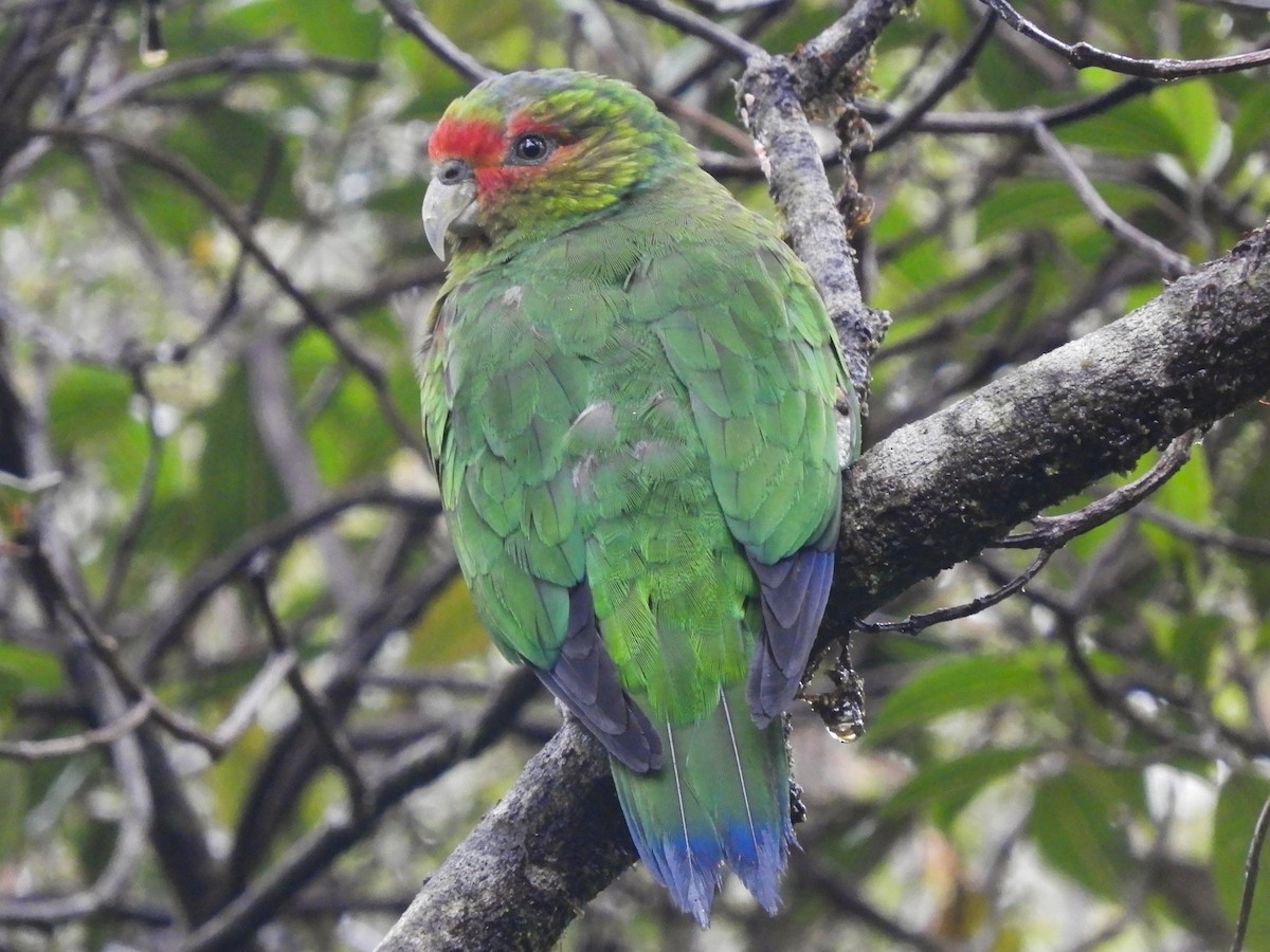 Red-faced Parrot - ML338119861