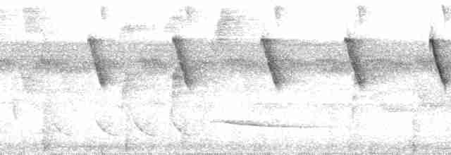 Белобородый колибри-отшельник - ML33812