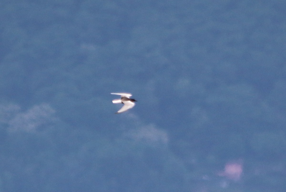 White-winged Tern - ML338125411