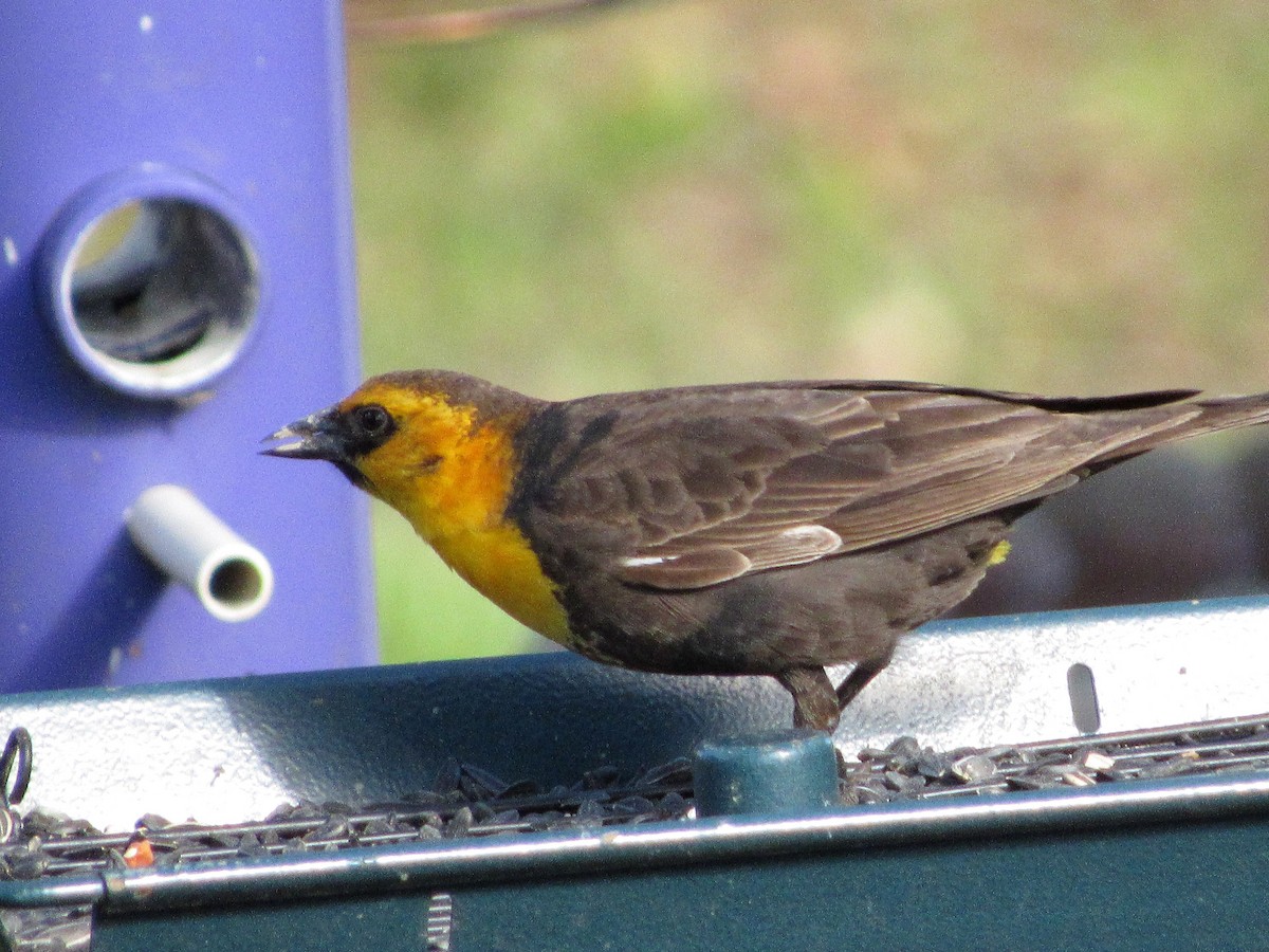 Yellow-headed Blackbird - ML338134711
