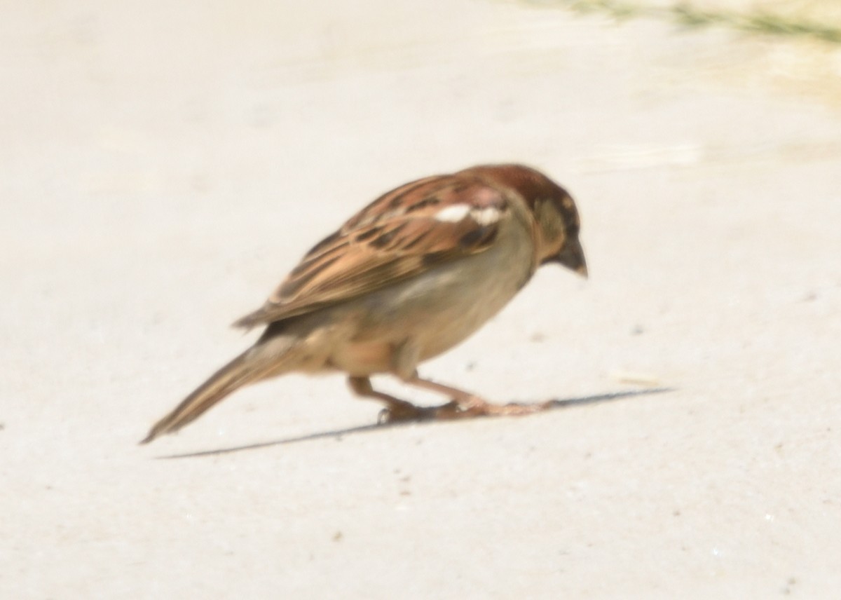 House Sparrow - Guy Babineau