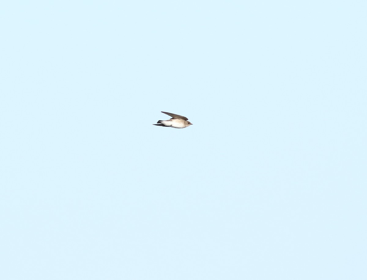 Northern Rough-winged Swallow - ML338142121