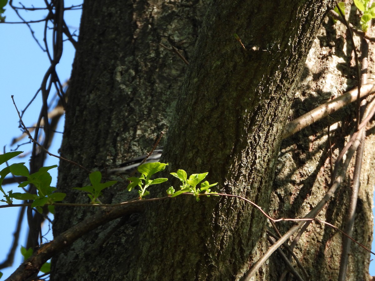 Black-and-white Warbler - ML338150201