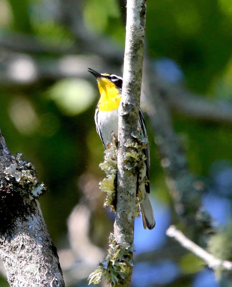 Yellow-throated Warbler - Lori White