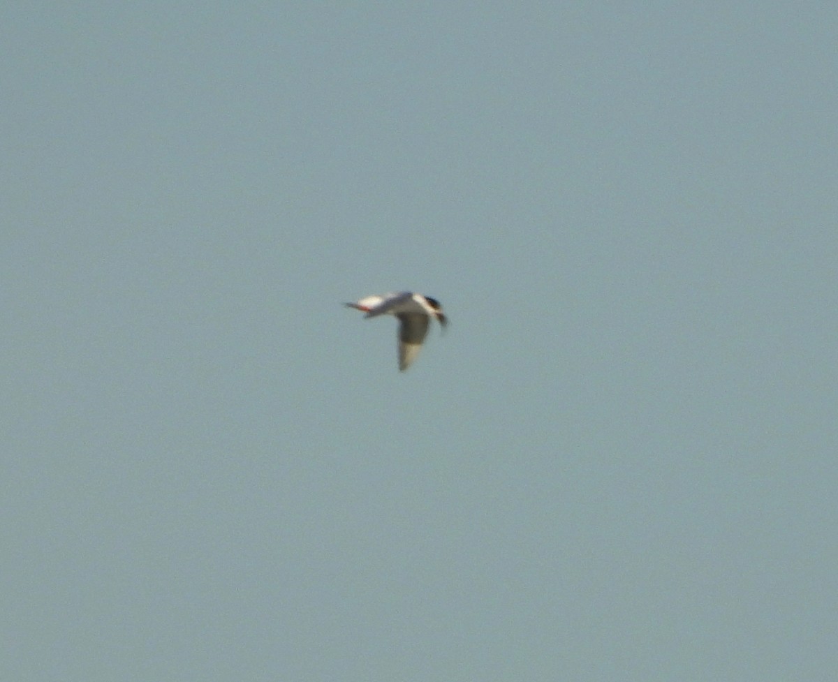 Common Tern - John Aleknavage