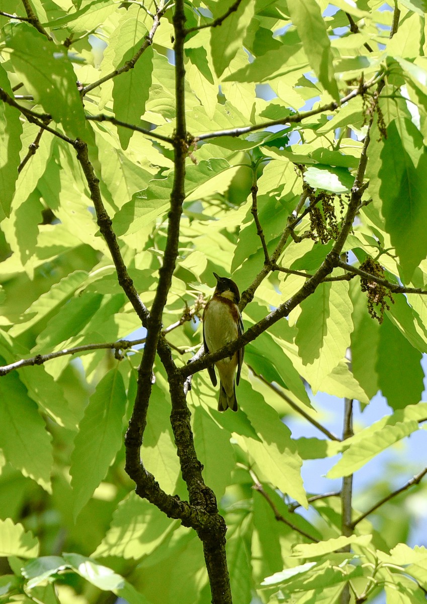 Bay-breasted Warbler - ML338159251
