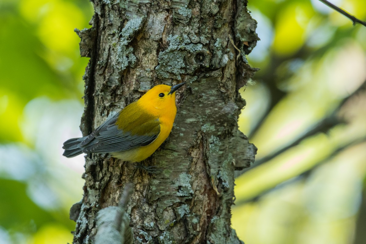 Prothonotary Warbler - ML338161921
