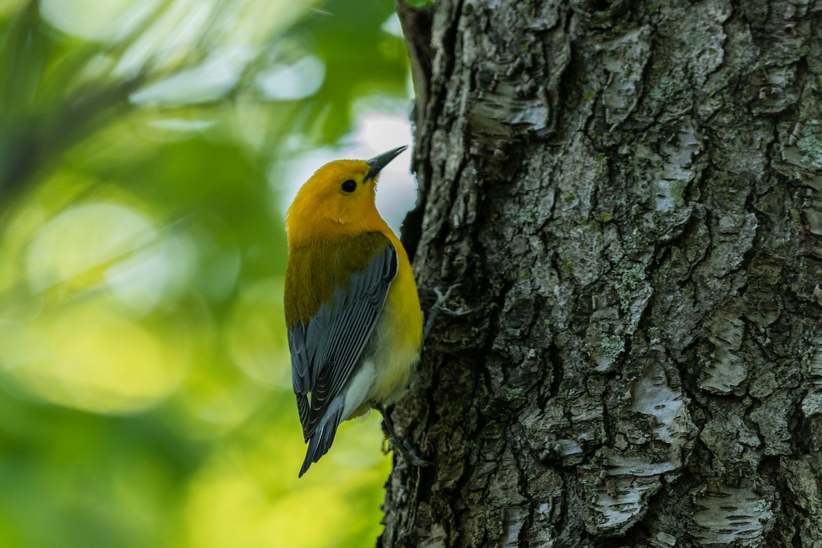 Prothonotary Warbler - ML338161941