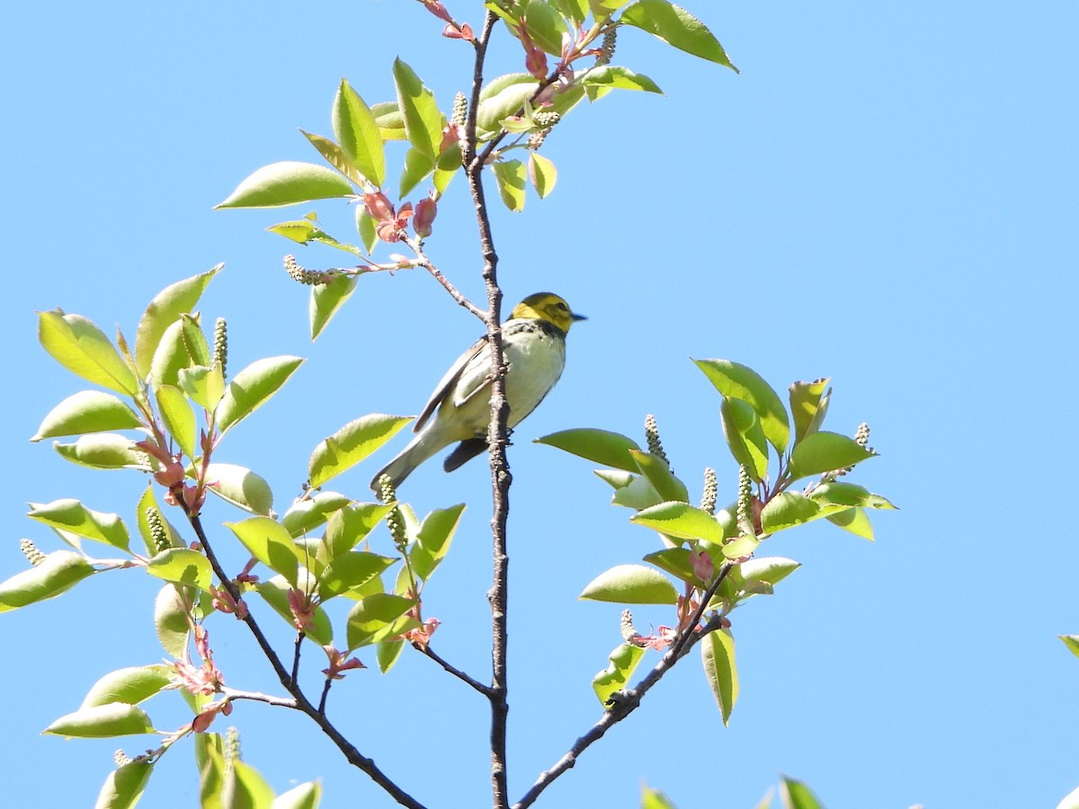 Black-throated Green Warbler - ML338162691