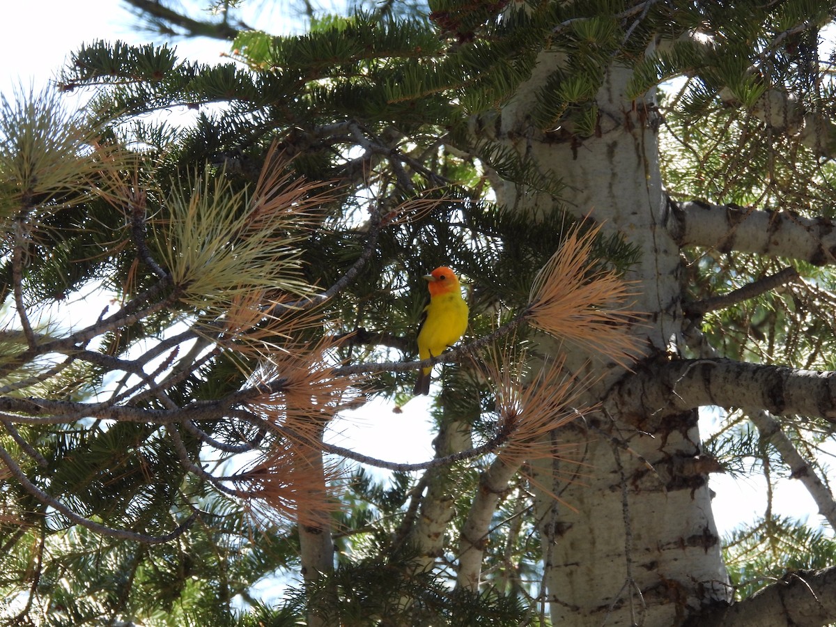Western Tanager - ML338165211