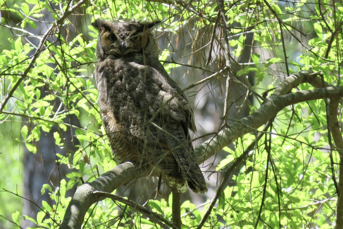 Great Horned Owl - nicole-marie  pettinelli