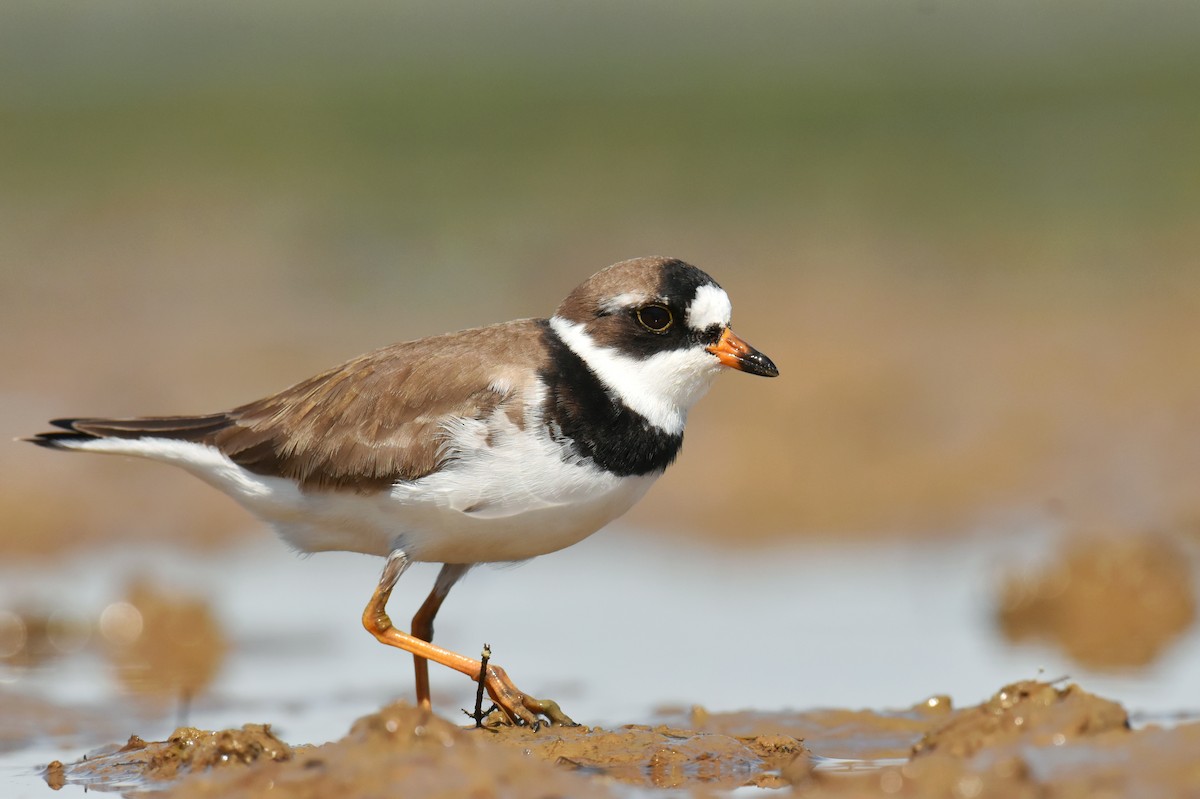 Semipalmated Plover - ML338179791