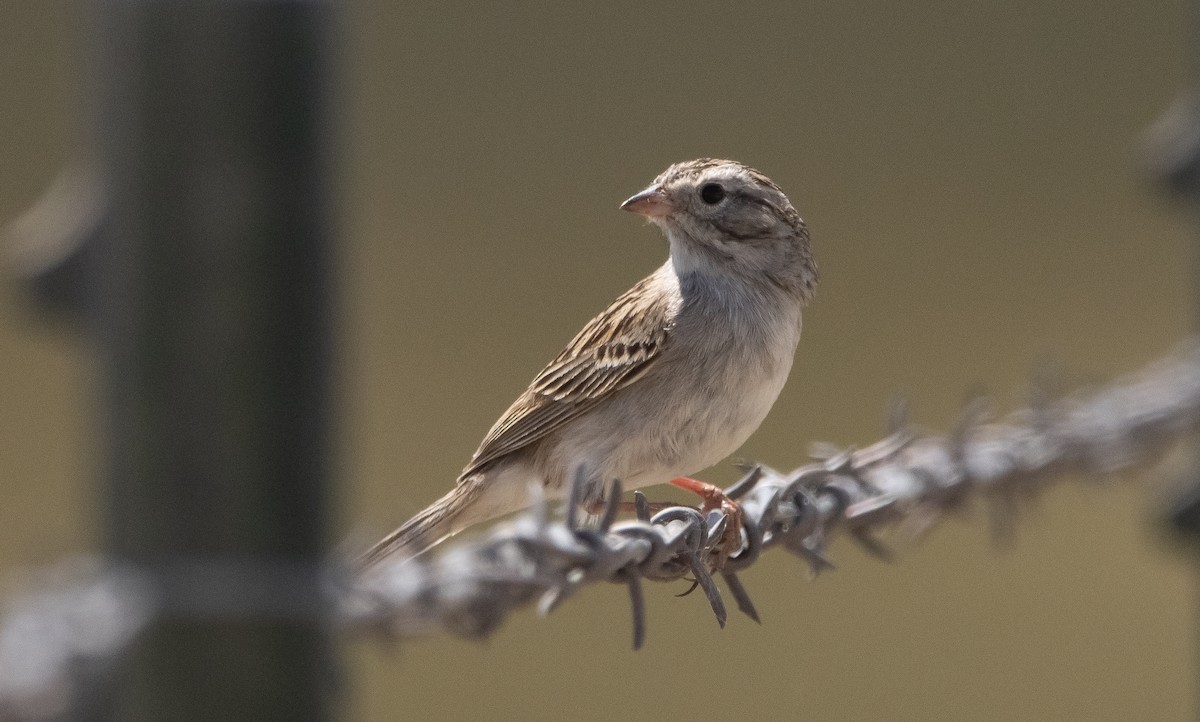 Brewer's Sparrow - Liam Huber