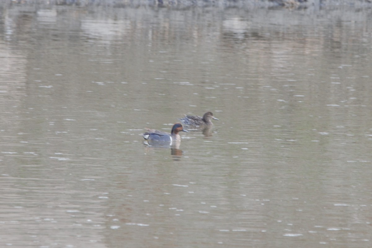 Green-winged Teal - ML338191891