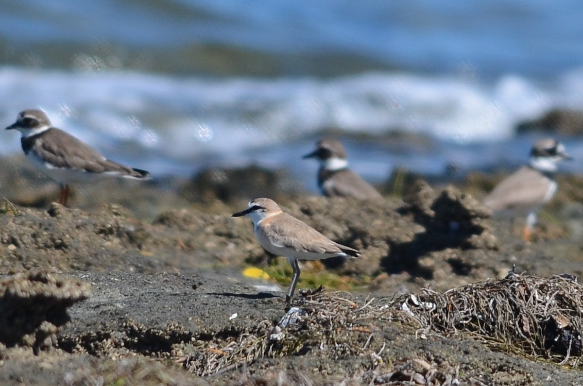 White-fronted Plover - ML33819651