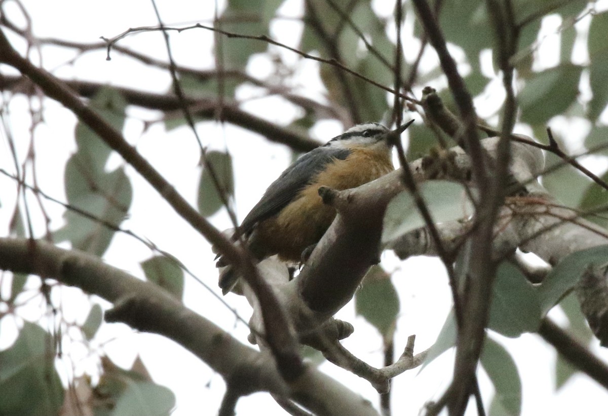 Red-breasted Nuthatch - John Bruin