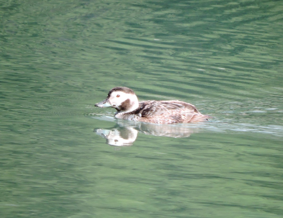 Long-tailed Duck - ML338200801