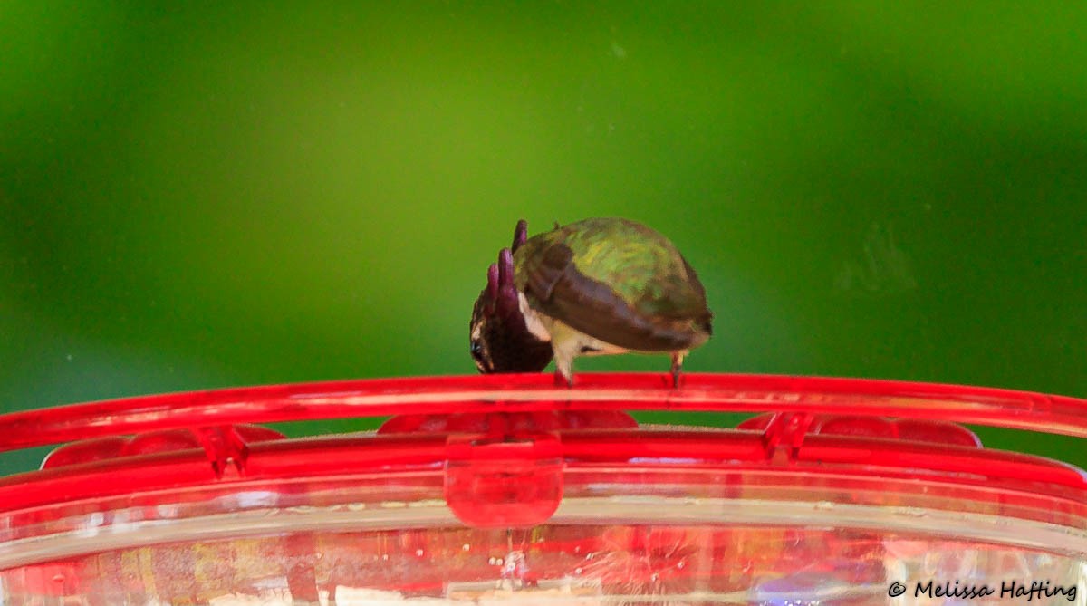 Costa's Hummingbird - ML338201821