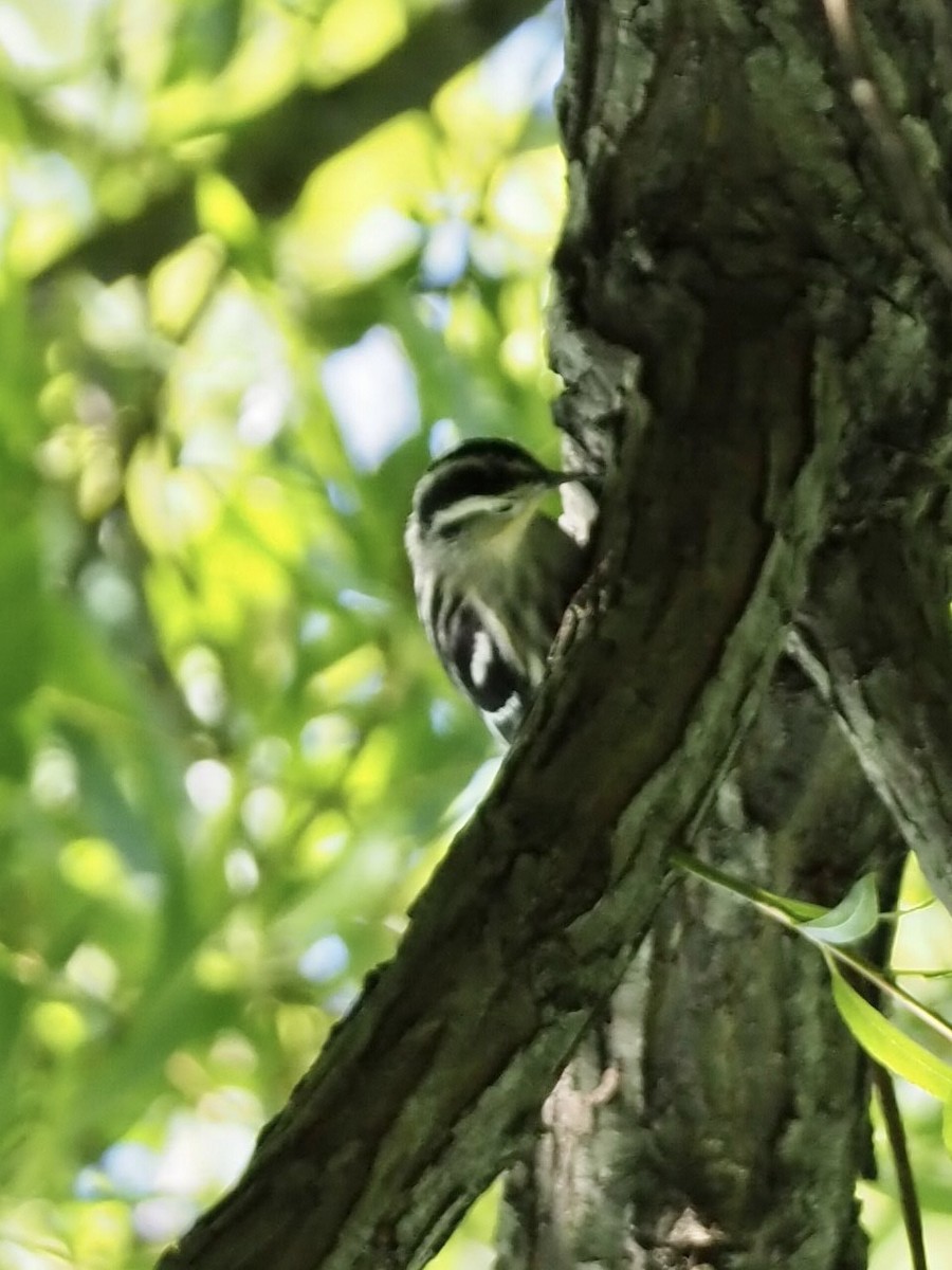 Black-and-white Warbler - ML338211661