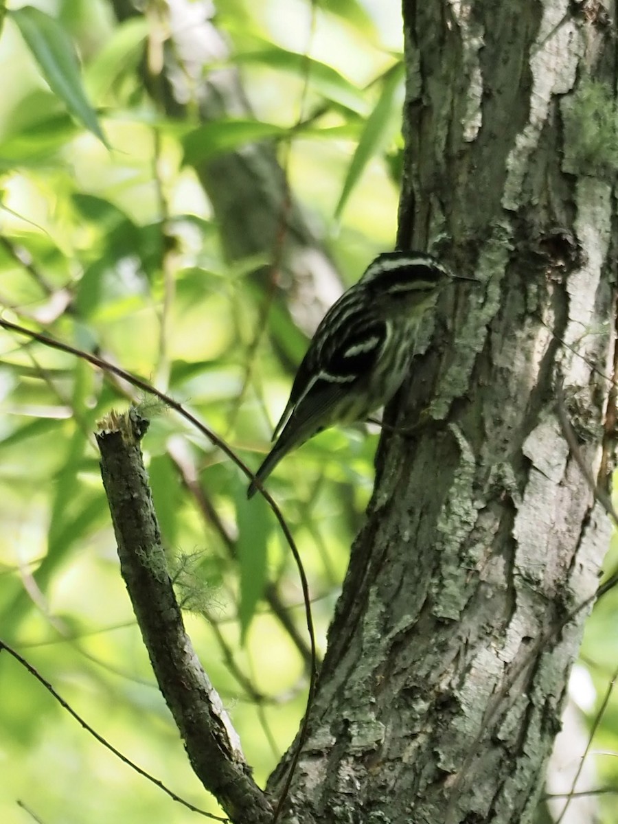 Black-and-white Warbler - ML338211671