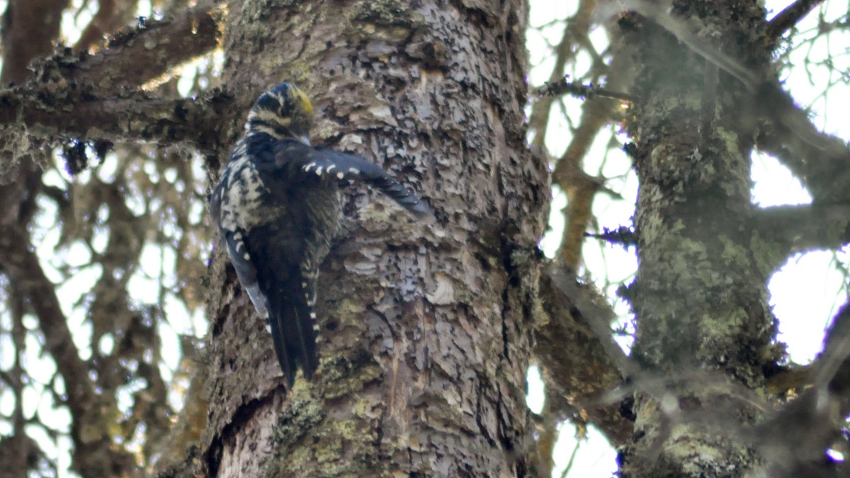 Eurasian Three-toed Woodpecker - ML33821281