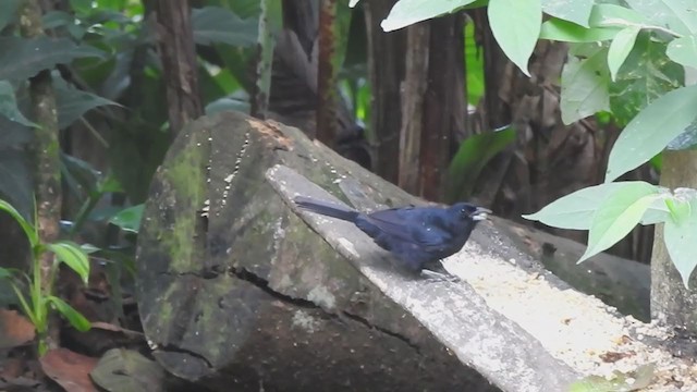 White-lined Tanager - ML338214511