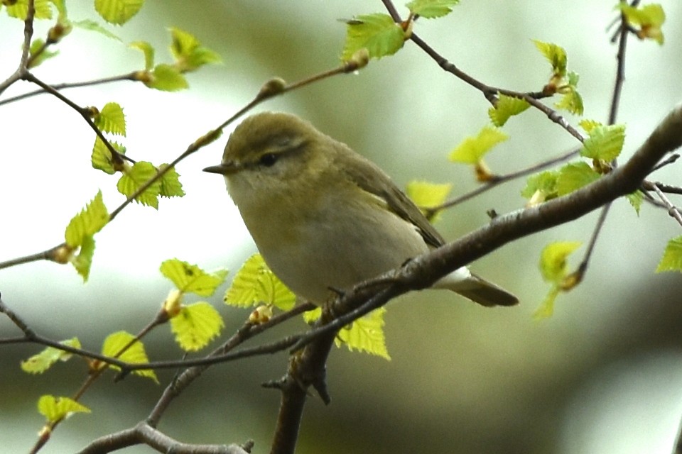 Willow Warbler - Blair Whyte