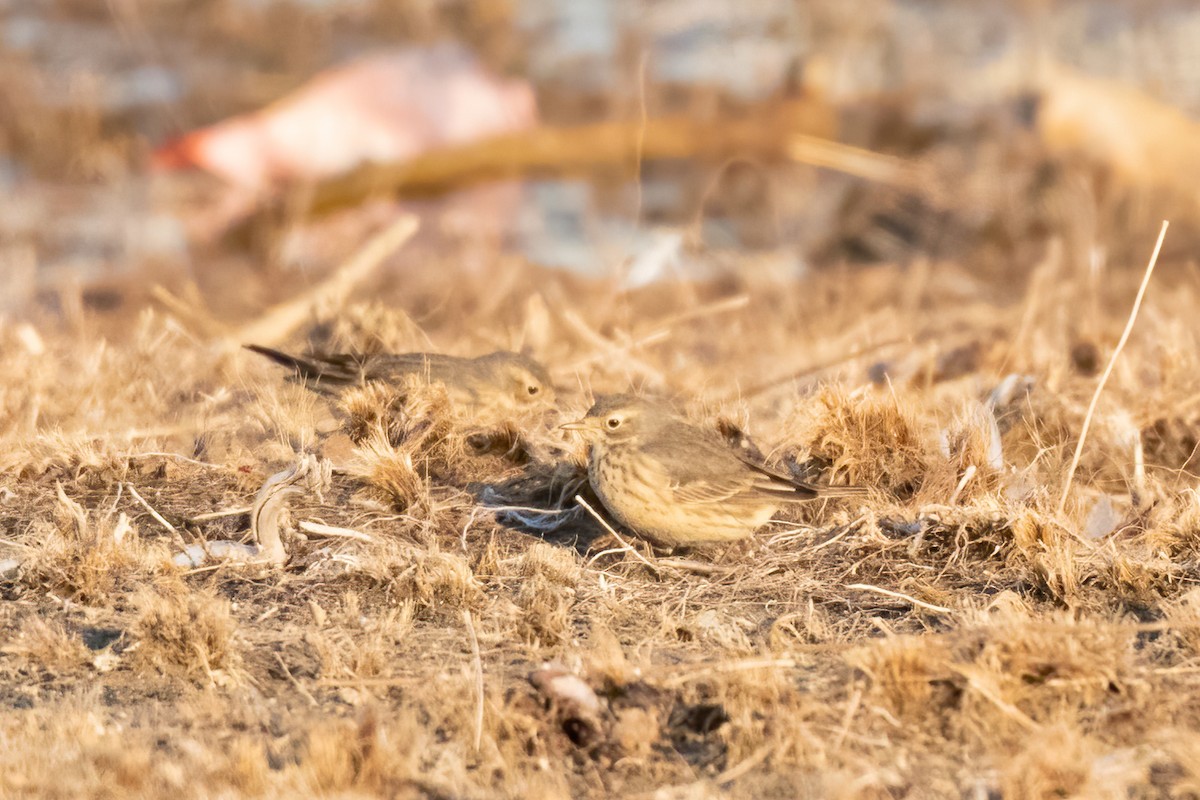 American Pipit - Anonymous eBirber