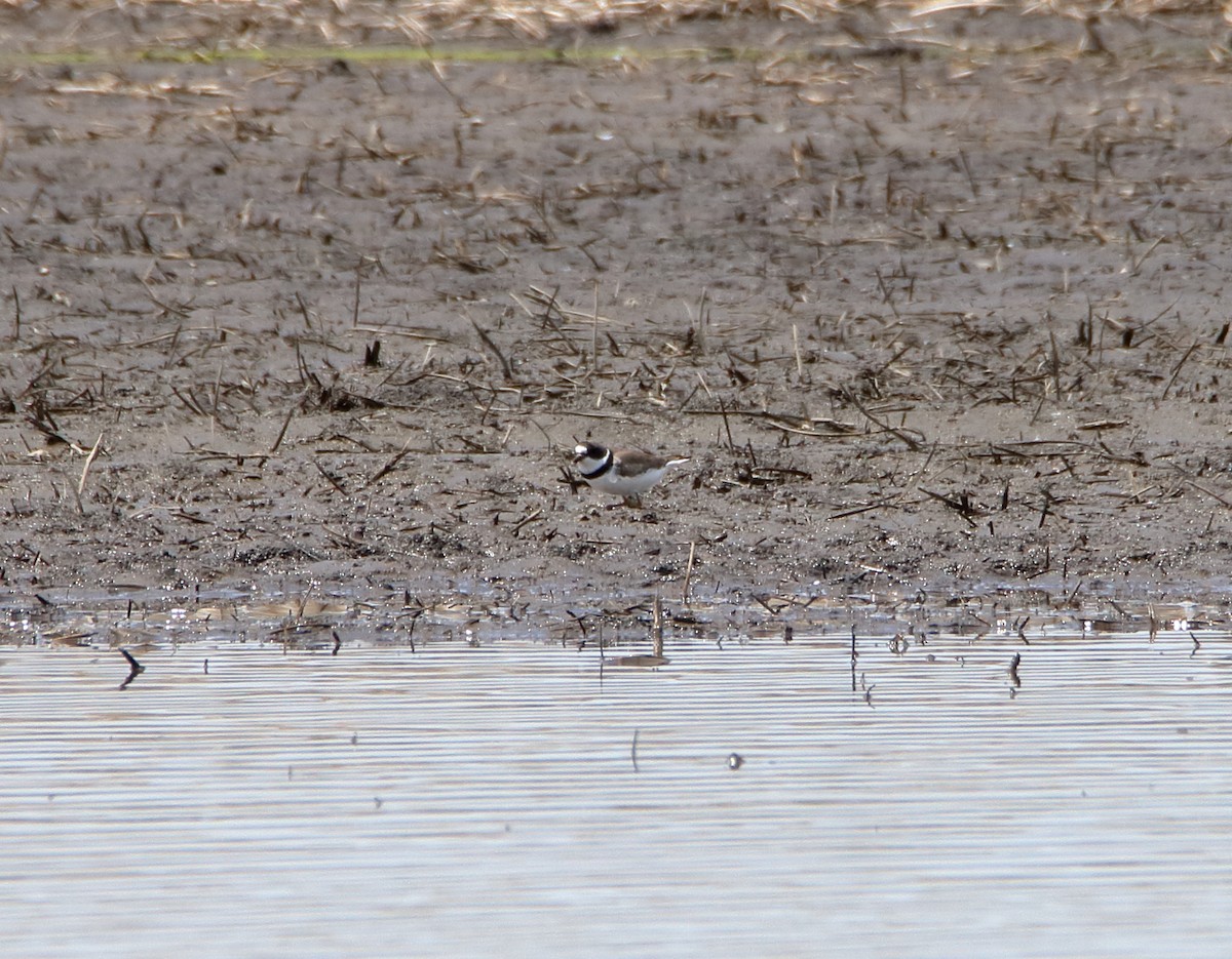 Semipalmated Plover - ML338229281