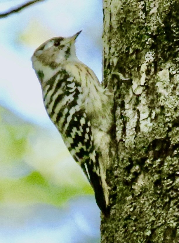 Japanese Pygmy Woodpecker - Connie Lintz