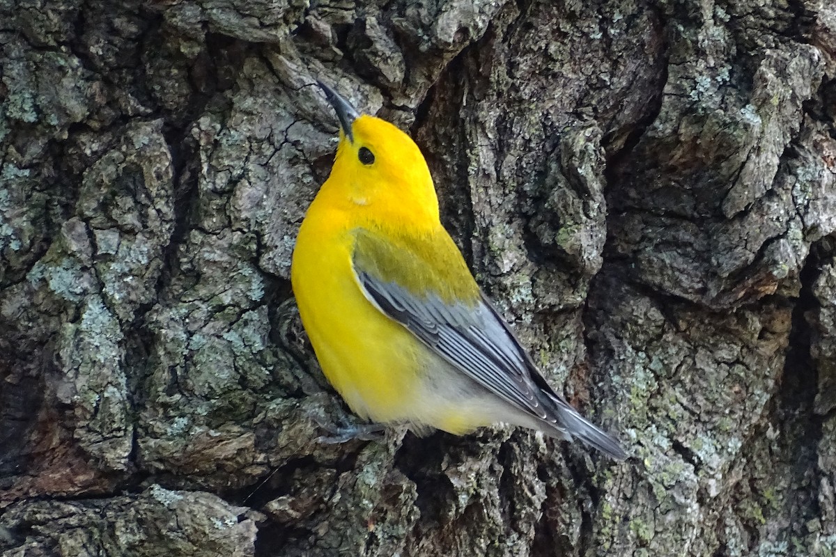 Prothonotary Warbler - Nancy Buis