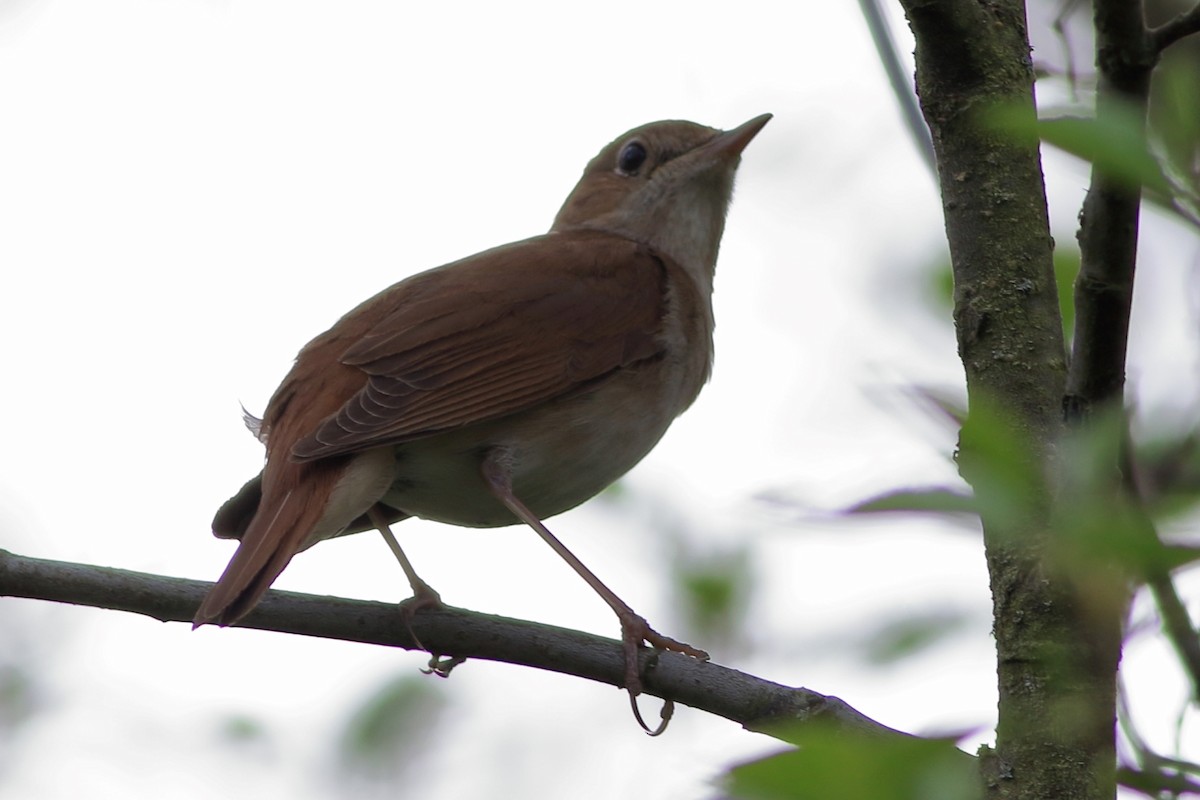 Common Nightingale - ML338236841