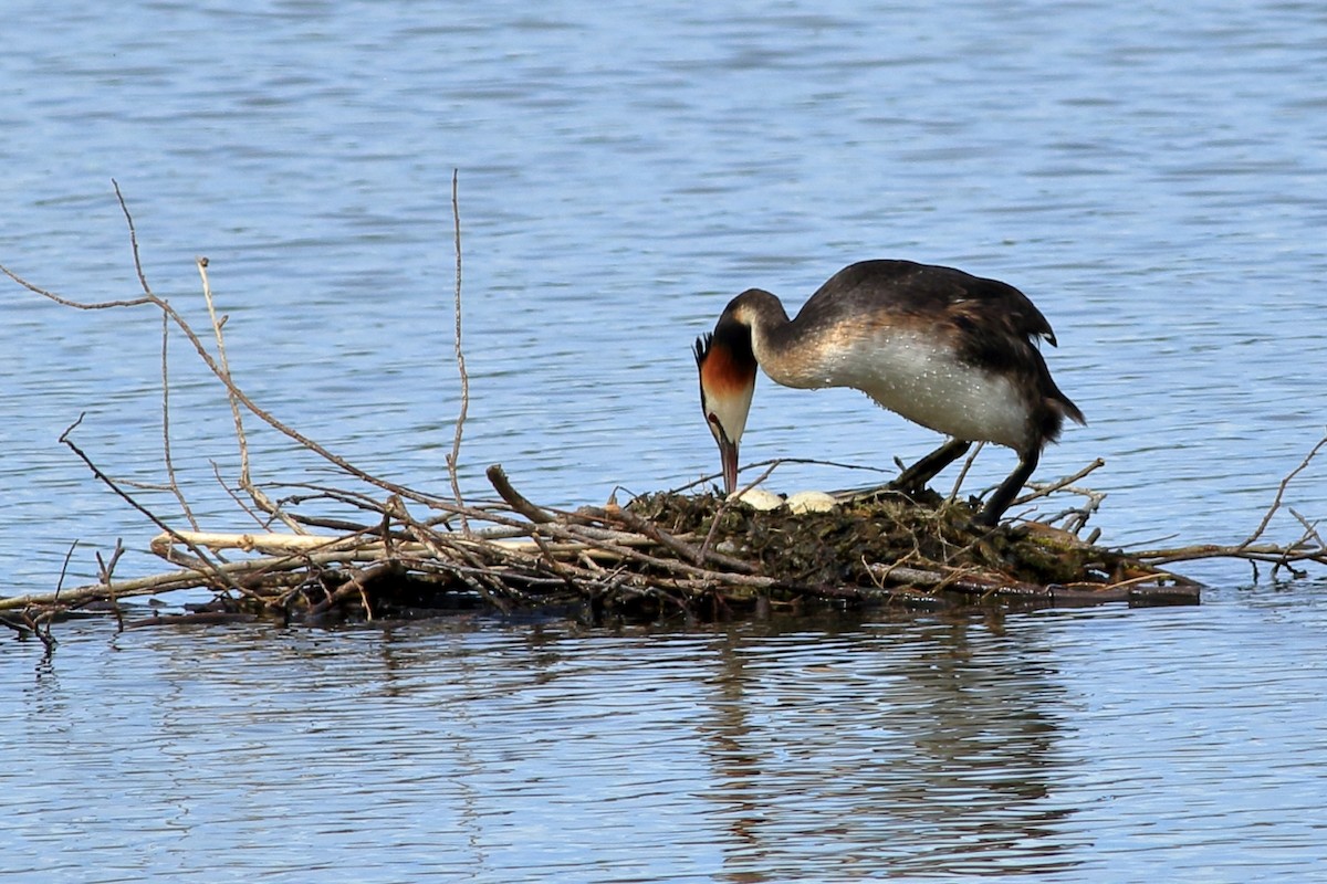 Great Crested Grebe - ML338237091