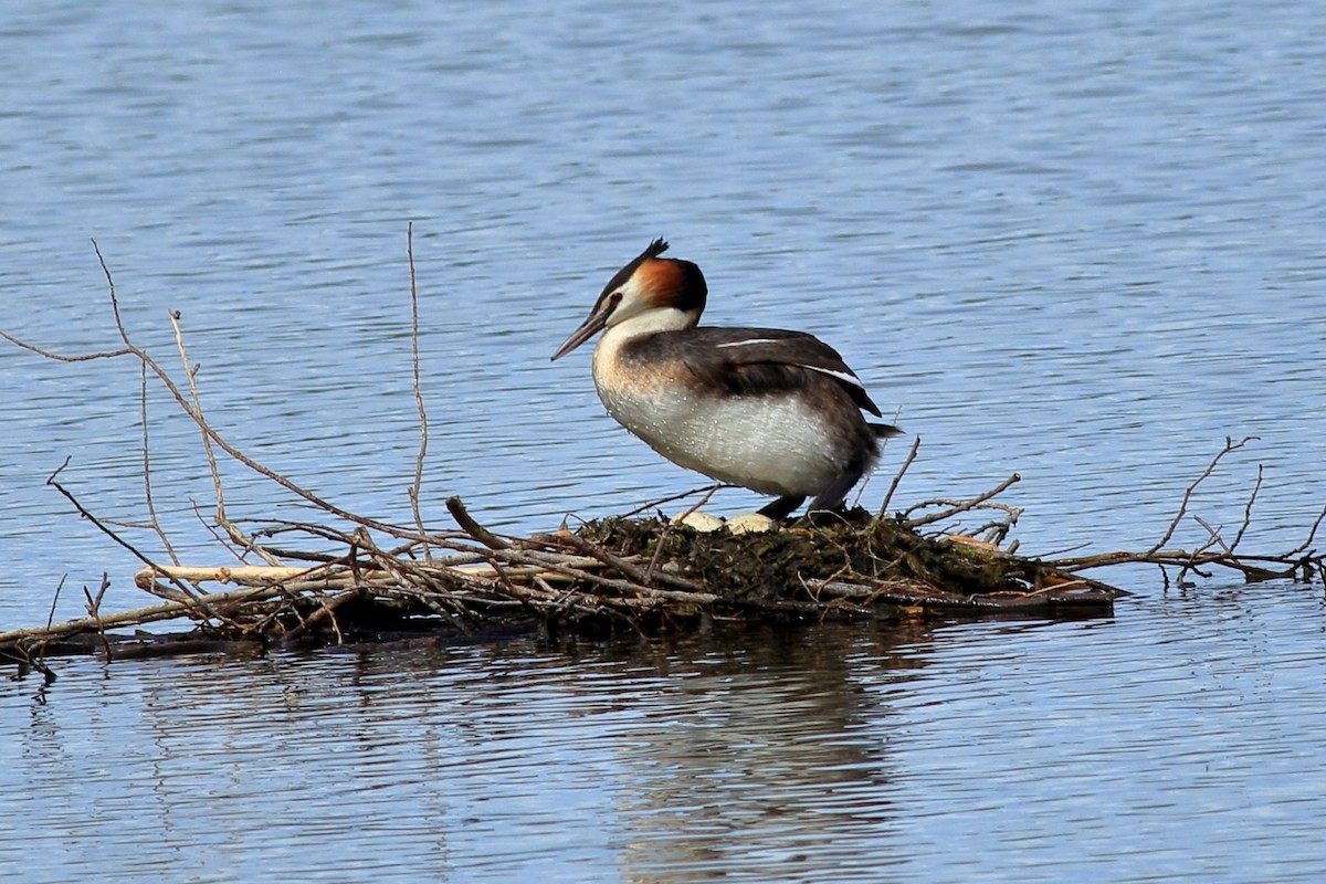 Great Crested Grebe - ML338237111