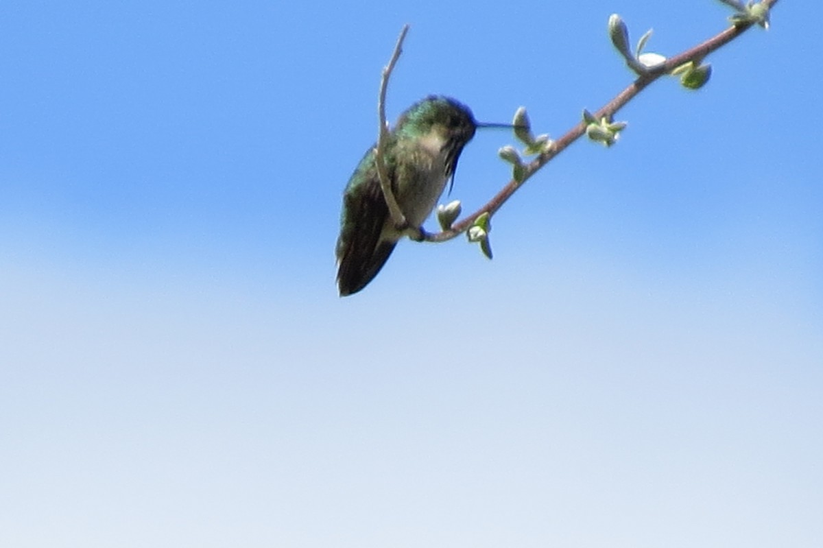 Calliope Hummingbird - ML338238031