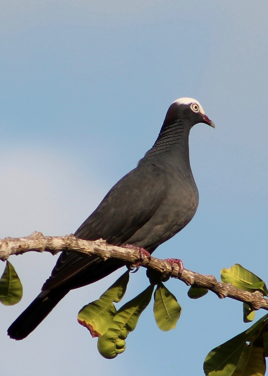 White-crowned Pigeon - ML33823881