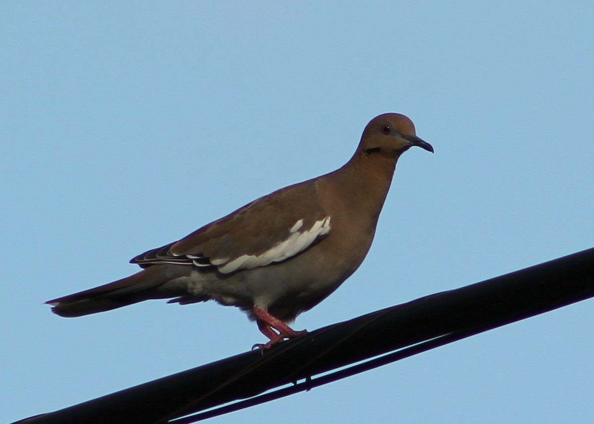 White-winged Dove - ML33823941