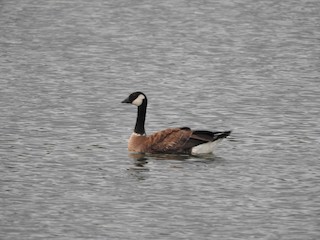Cackling Goose (Richardson's), ML33825001