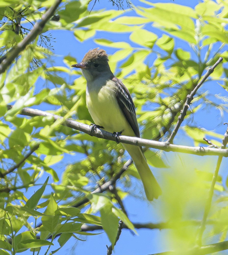 Great Crested Flycatcher - ML338253801