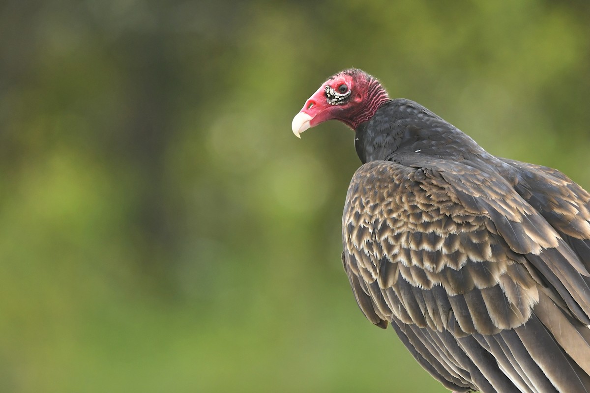 Turkey Vulture (Northern) - ML338254991