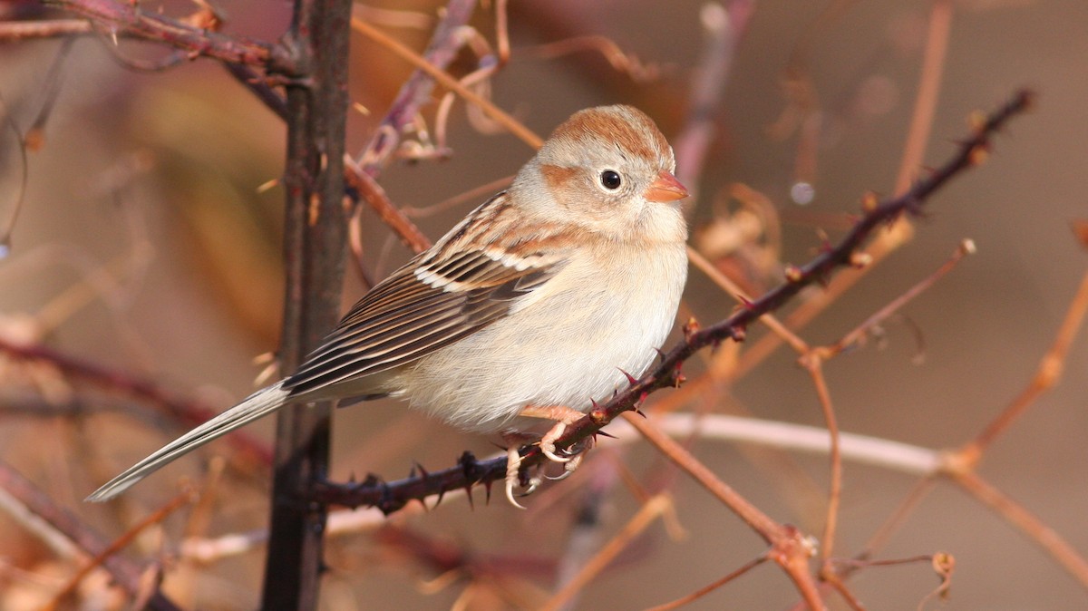 Field Sparrow - Nate Swick